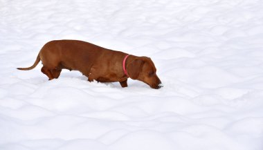 Dachshund köpeği karda oynar. Köpek karı kokluyor. Köpek etrafı karıştırıyor.