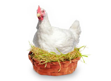 Kümeste yumurtadan çıkan beyaz tavuk. Tavuklar beyaz arka planda izole edilmiş çimlerle birlikte yuvada oturuyorlar. Tavuk çiftliği. 