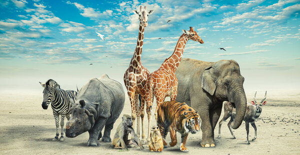 Gran Grupo Animales Safari Africanos Composición Sobre Fondo Tierra Seca — Foto de Stock