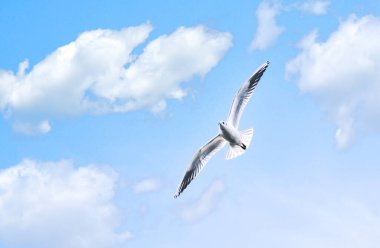 Açık bir günde bulutlu mavi gökyüzüne doğru uçan martı kuşu, uzayı kopyala