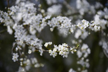 Çiçek açan bahar ağacının dalında güzel beyaz çiçekler, bahar doğası.