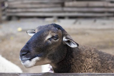 Kameraya bakan keçinin kafasının renkli portresini kapat