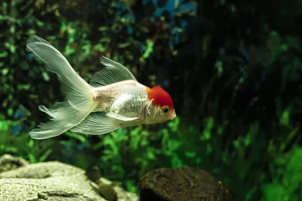 oranda artificially cultured aquarium fish close-up