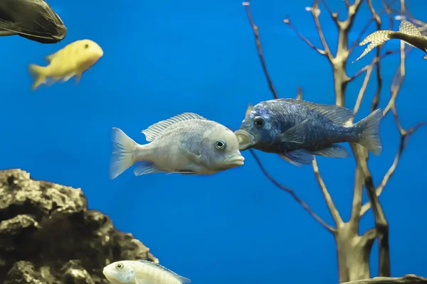 aquarium fish cichlid blue dolphin, close-up on a blue background