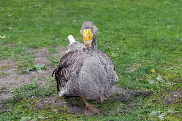 gray goose with yellow beak close-up on the background of grass and outdoors