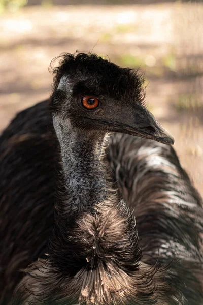 Australian emu with orange eye closeup outdoors looking at camera