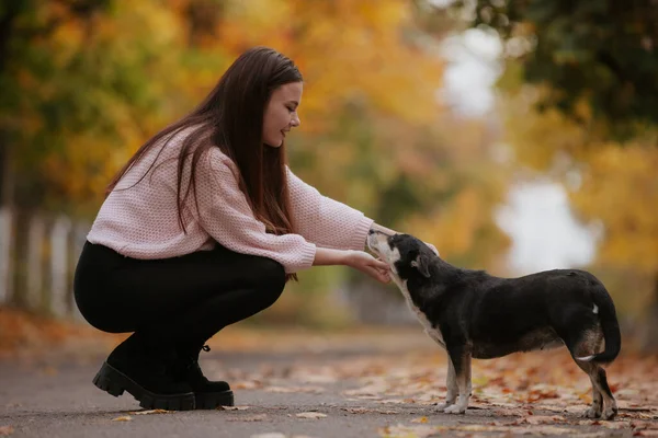 Женщина Играет Собакой Осеннем Парке — стоковое фото