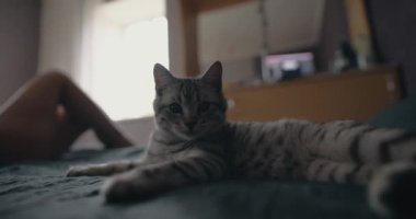 Meraklı gri tekir kedi pençesiyle kameraya vuruyor.