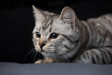 Gri tekir kedi, siyah arkaplanda yakın planda.