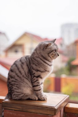 Balkon çitindeki gri tekir kedinin portresi