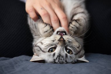 Gri tekir kedi kadının elinde. Siyah arka planda baş aşağı duruyor.