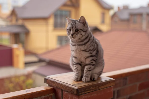 Portrét Šedé Tabby Kočky Balkónovém Plotě — Stock fotografie