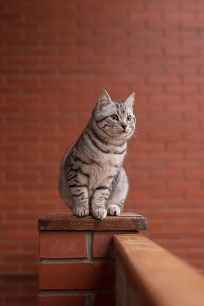 Portrait Grey Tabby Cat Balcony Fence — Stock Photo, Image