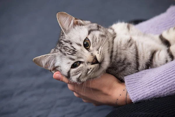 stock image Grey tabby cat in the female hands