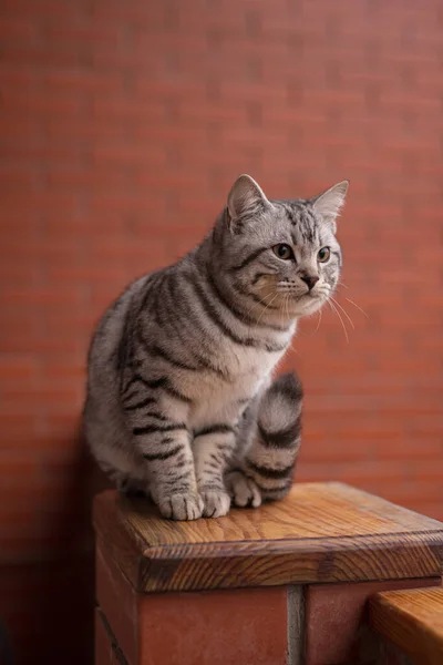 발코니 울타리에 고양이의 — 스톡 사진
