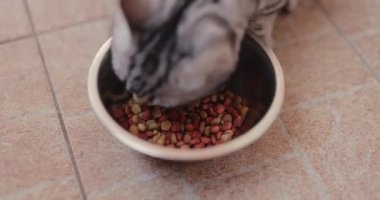 Kedi tabaktan evcil hayvan maması yiyor.