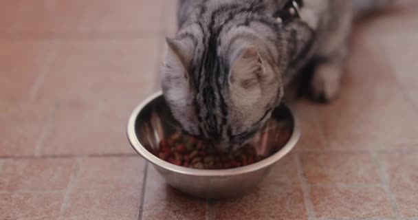 Cat Jíst Suché Křupavé Krmivo Pro Domácí Mazlíčky Talíře — Stock video