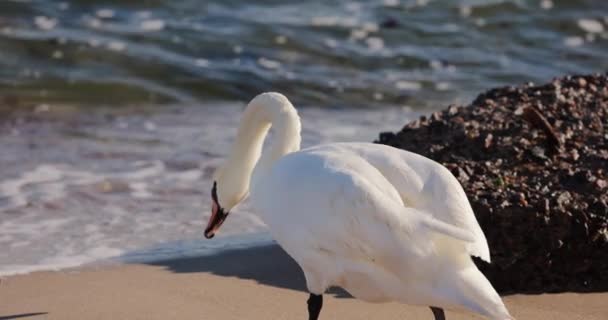Лебідь Морському Пляжі Повільний Рух 120 — стокове відео