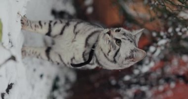 Kışın kar altında gri tekir kedi, dikey video.