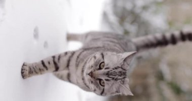 Grey tabby cat walking in the snow at the winter day, vertical video, slow motion