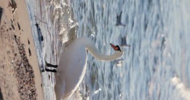 Deniz sahilinde bir kuğu, dikey video, 120 fps 'de yavaş çekim 4k.