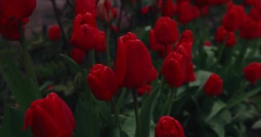 Rüzgarda kırmızı laleler