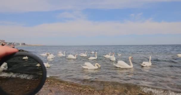 男性の手でカメラの偏光フィルター 白鳥と海の上のビュー — ストック動画