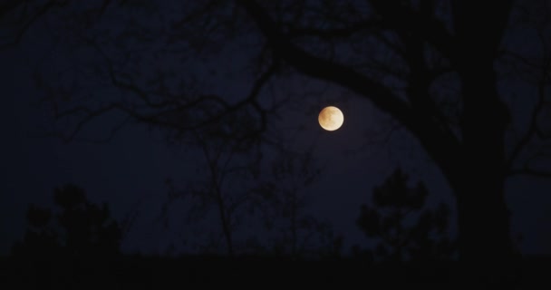 Σελήνη Έκλειψη Πίσω Από Γυμνό Δέντρο Νύχτα Πόδια Άνθρωποι Σιλουέτα — Αρχείο Βίντεο