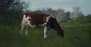 Bir inek çayırda otluyor.