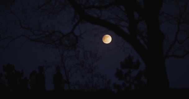 Місячне Затемнення Позаду Голого Дерева Вночі Гуляючими Людьми Силует — стокове відео