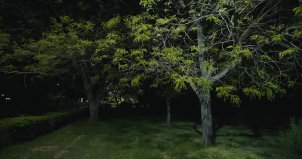 Caminando Por Parque Nocturno Verano Nadie Alrededor Steadicam Shot Audio — Vídeos de Stock