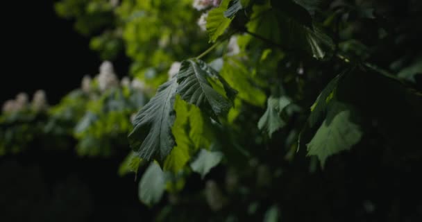栗树叶子在夜光和寂静中 包含原始的音频 — 图库视频影像