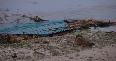 Rus teröristler Ukrayna, Chornomorsk - 9 Haziran 2023 Kakhovskaya hidroelektrik santralinin patlaması sonucu Ukrayna 'daki teknoloji felaketi, çevre kirliliği ve Karadeniz' de yaşandı.