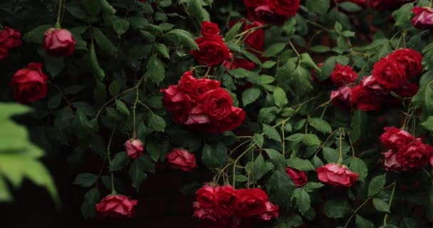 Czerwona Róża Krzewy Deszczu Oryginalne Audio Cenie — Wideo stockowe