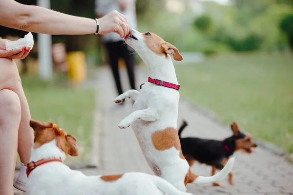 Ein Hund Jack Russell Terrier Steht Auf Hinterbeinen Und Frisst — Stockfoto