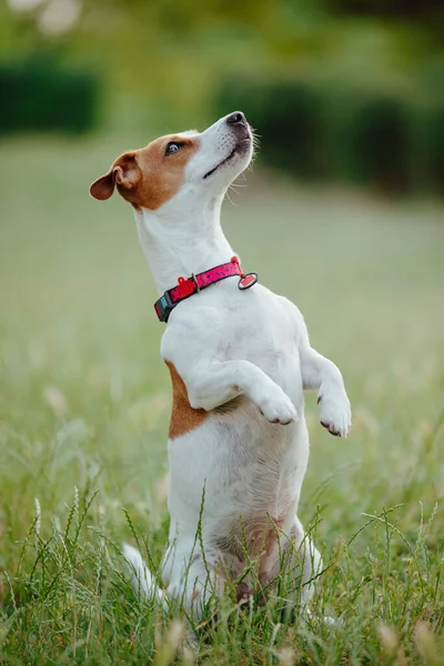 Cane Jack Russell Terrier Piedi Sulle Zampe Posteriori Attesa Cibo — Foto Stock