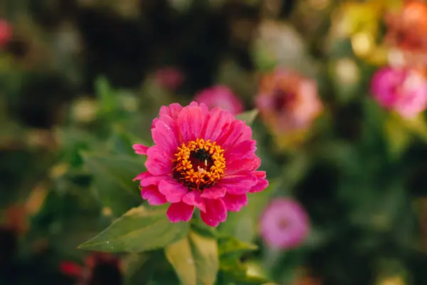 สวยงาม ดอกไม ชมพ Zinnia Closeup — ภาพถ่ายสต็อก