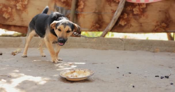 Câine Lesă Vrea Mănânce Dar Poate Ajunge Farfurie Audio Original — Videoclip de stoc