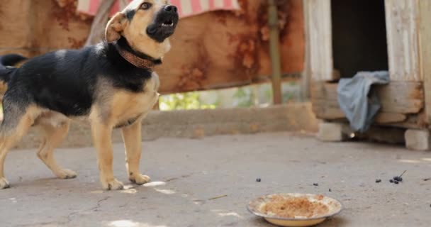 Pes Vodítku Chce Jíst Ale Nemůže Dostat Desku Původní Zvuk — Stock video