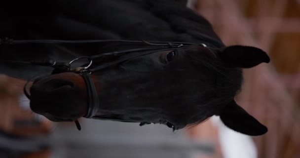 Tutup Kepala Kuda Dalam Harness Lambat Gerak Video Vertikal — Stok Video