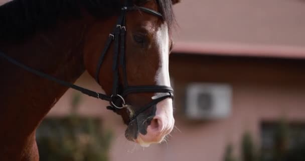Κοντινό Καφέ Κεφάλι Αλόγου Ένα Λουρί Αργή Κίνηση Κάθετη Βίντεο — Αρχείο Βίντεο