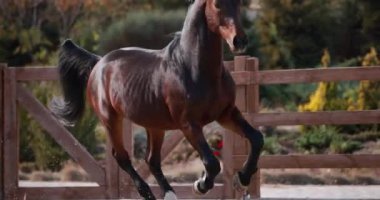 Kahverengi at, açık alanda dört nala koşuyor, ağır çekimde.