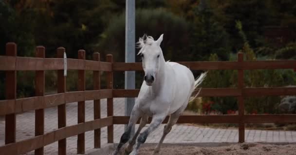 Cavalo Branco Correndo Galope Arena Livre Câmera Lenta — Vídeo de Stock