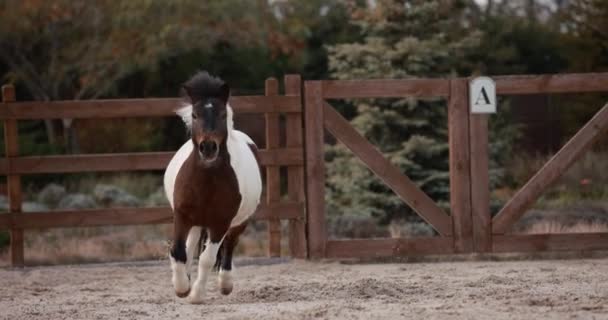 Pequeño Pony Corriendo Galope Arena Aire Libre Cámara Lenta — Vídeo de stock