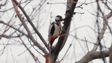 Ağaçkakan yavaş çekimde bir ağaca vuruyor.