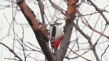 Ağaçkakanın biri ağaca vuruyor, orijinal ses de buna dahil.