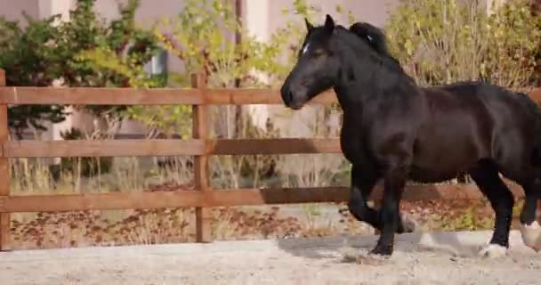 アウトドアアアリーナでトロッティングを走るブラウン馬 — ストック動画