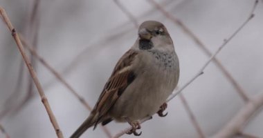 Kış ağacı dalında oturan bir serçe, zum yap.