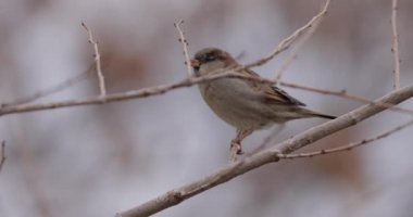 Kış ağacı dalında oturan bir serçe.