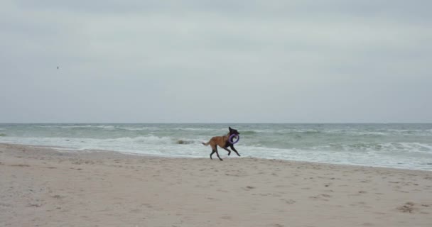 그녀의 여자는 해변에서 풀러와 슬로우 — 비디오